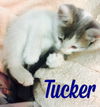 Tucker