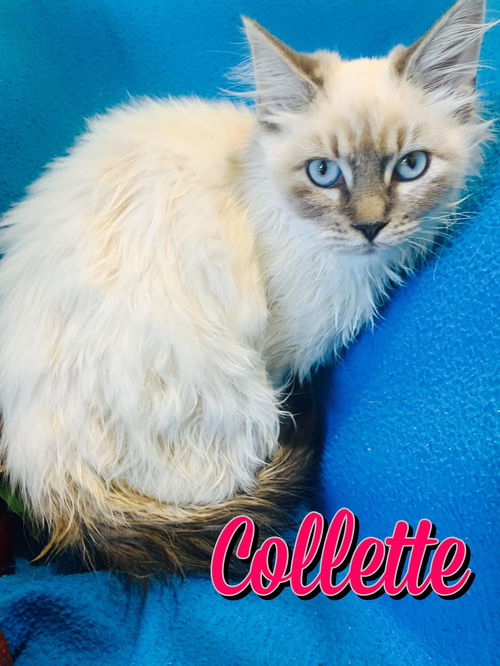 Collette