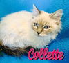 Collette