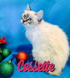 Cossette