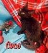 Coco