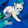 Theo