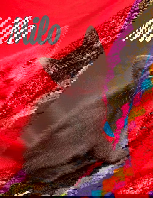Milo