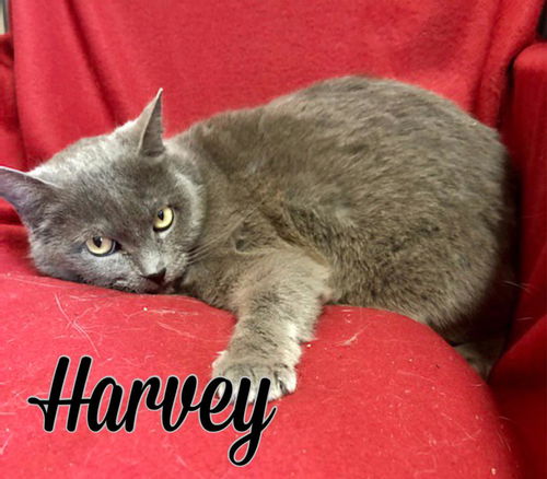 Harvey