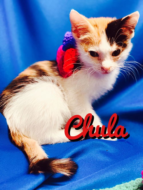 Chula (Wetterneck)