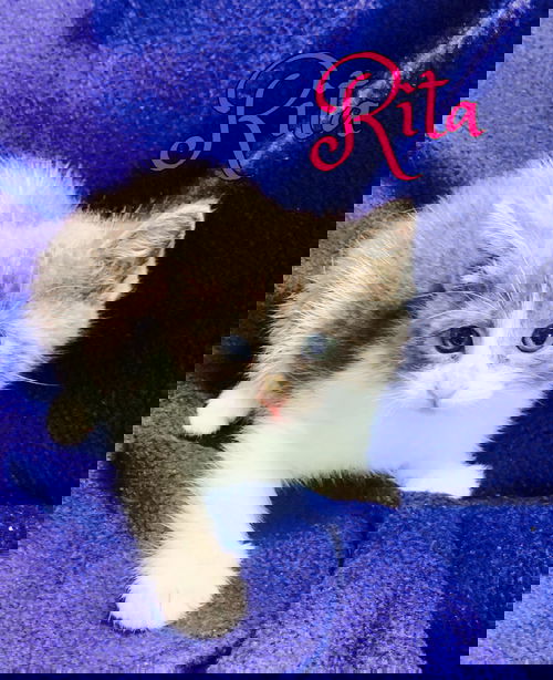 Rita