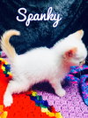 Spanky