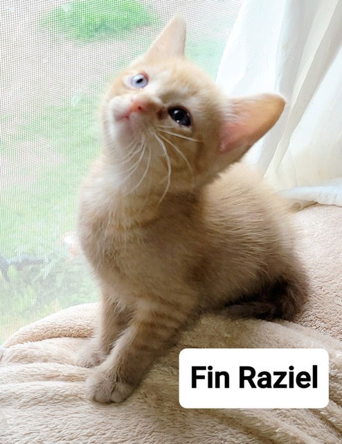 Fin Raziel