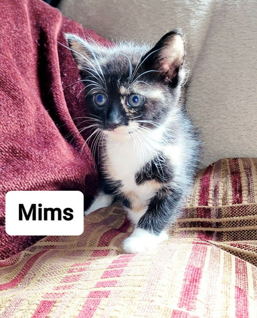 Mims