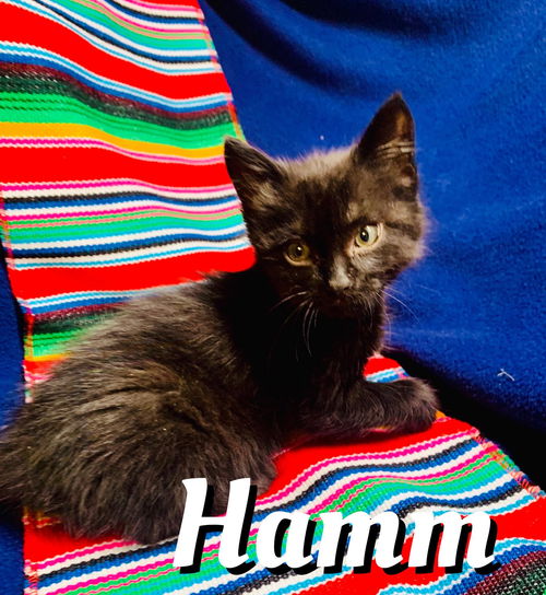 Hamm