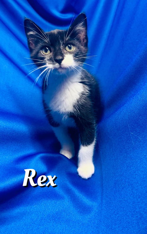 Rex