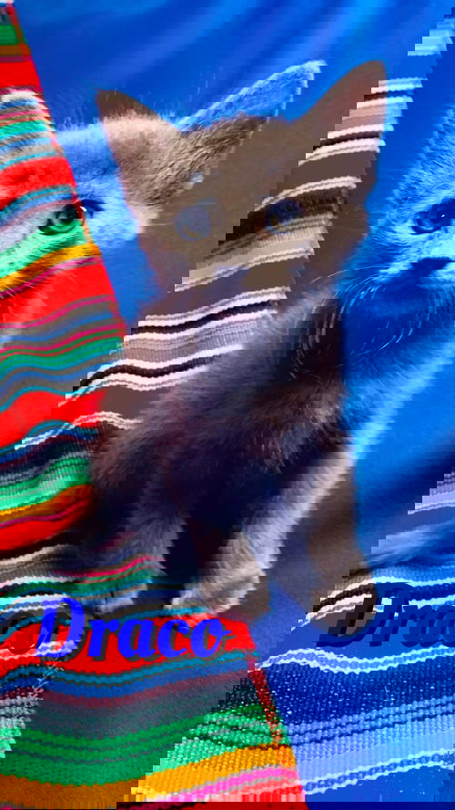 Draco