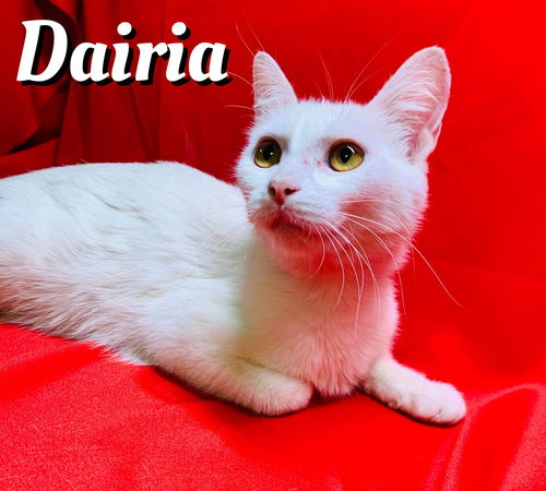 Dairia