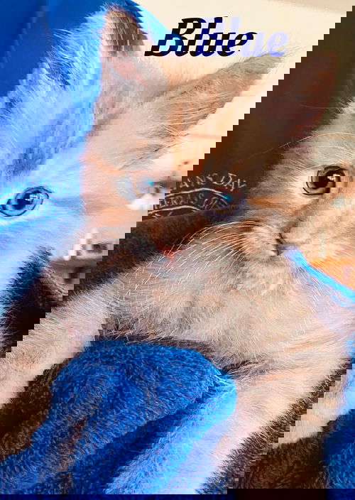 Blue