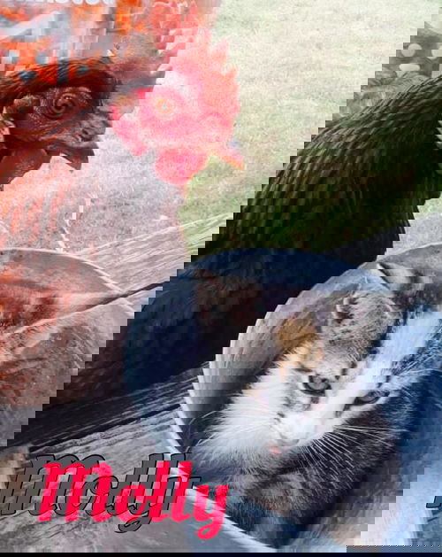 Molly