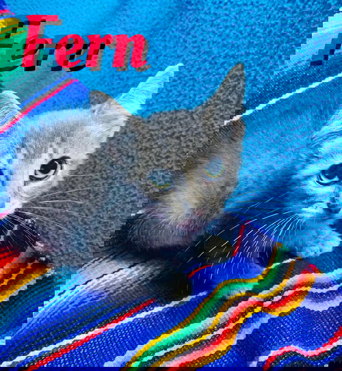 Fern