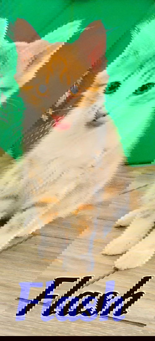 Flash