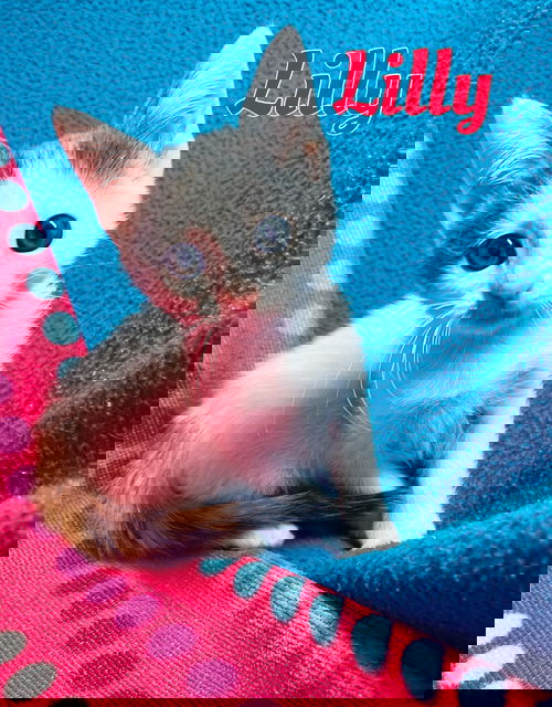 Lilly