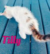 Tilly