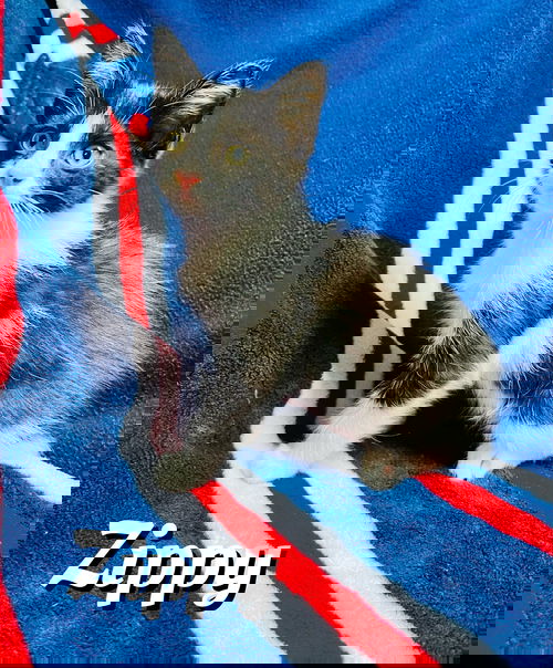 Zippy