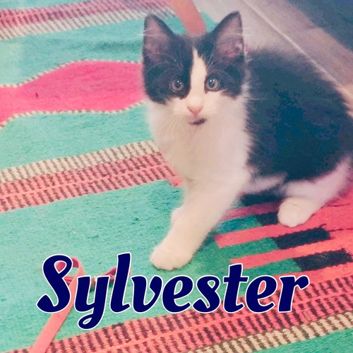 Sylvester