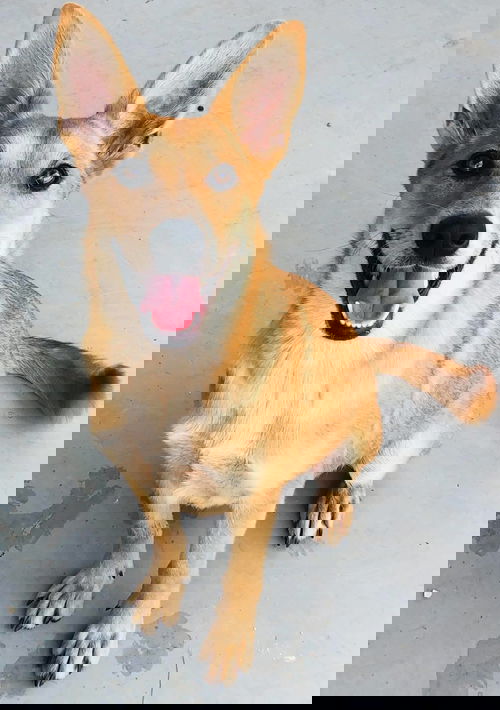 Foxie