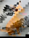 Foxie