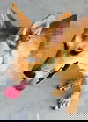 Foxie