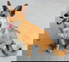 Foxie