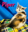 Piper