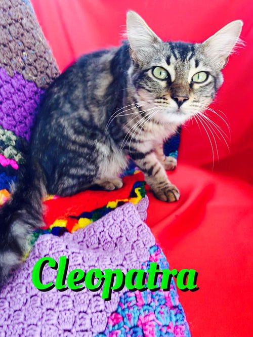 Cleopatra