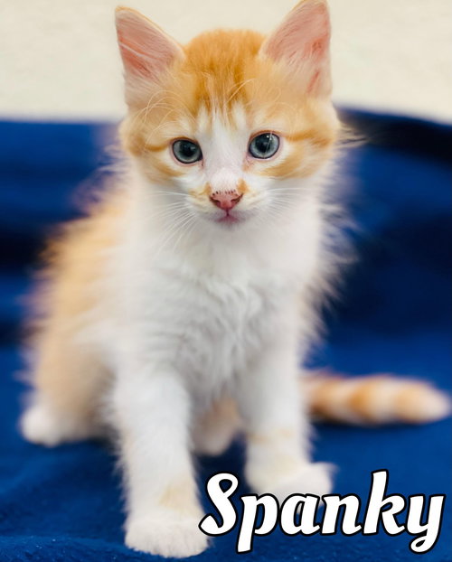 Spanky