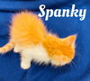 Spanky