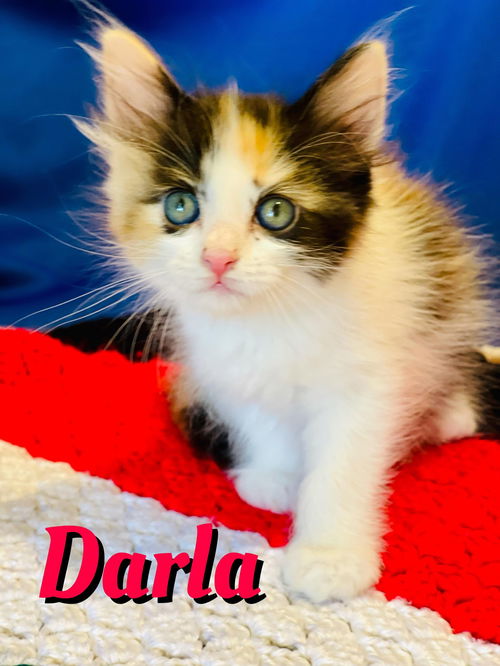 Darla