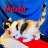 Darla