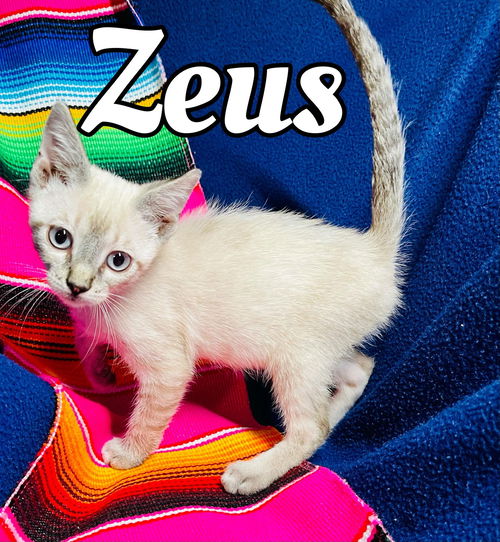 Zeus