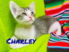 Charley