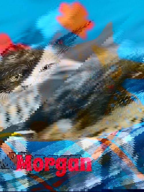 Morgan