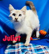 Juliet
