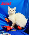 Juliet