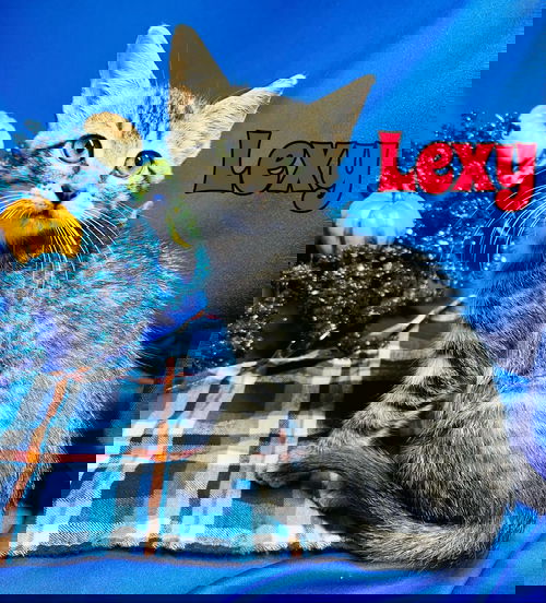 Lexy