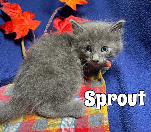 Sprout
