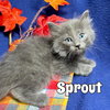 Sprout