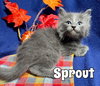 Sprout