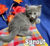 Sprout