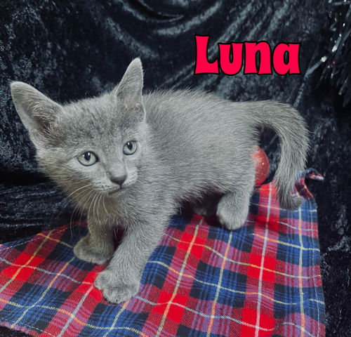 Luna