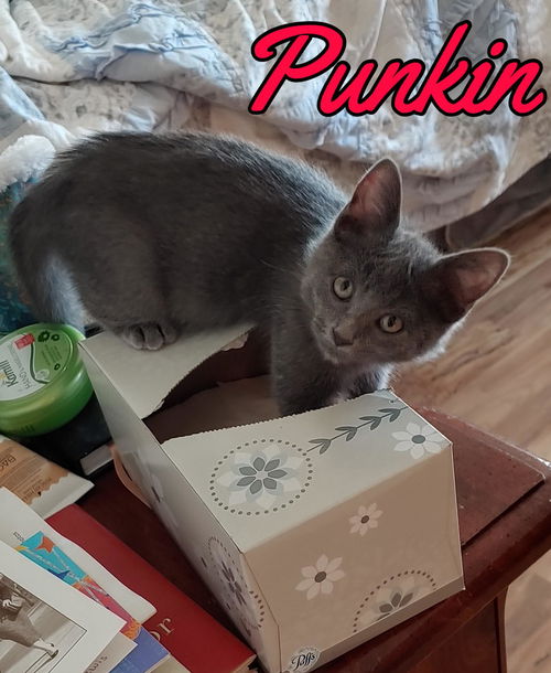 Punkin aka Wanda