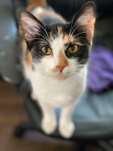 Cinnamon