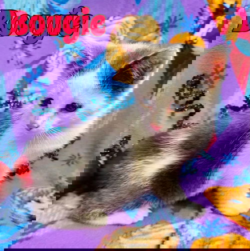 Bougie