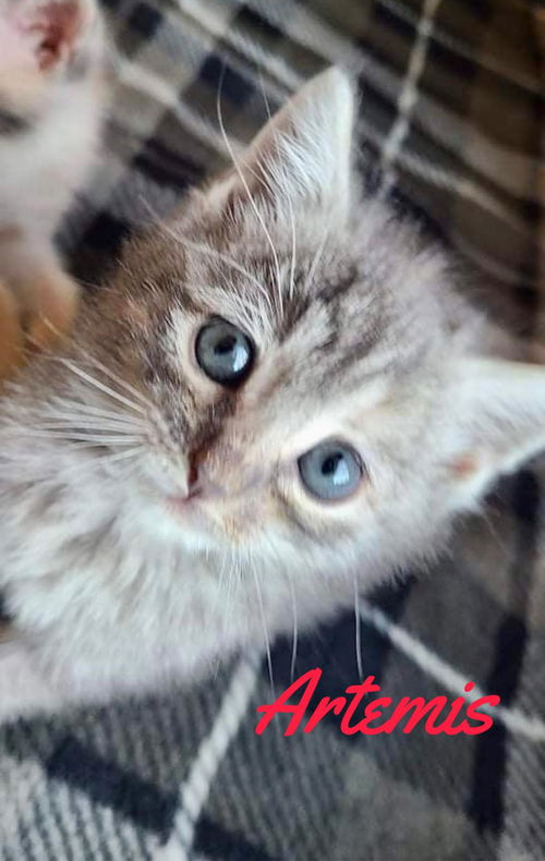Artemis